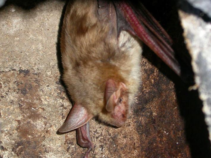 Foto: Koordinationsstelle Fledermausschutz Nordbaden Fledermaus